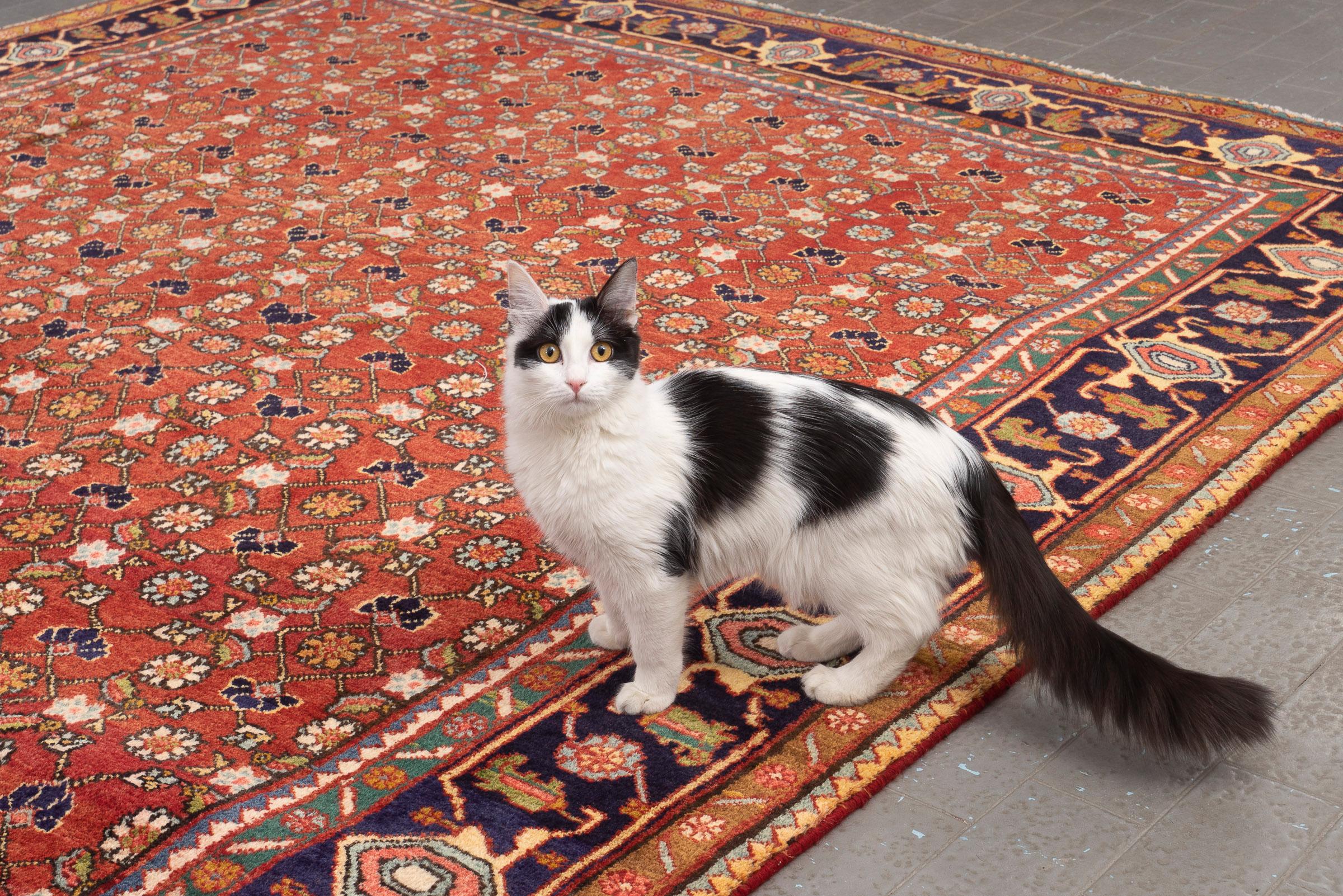 Vintage Zanjan Mahi Qalat Persian Rug